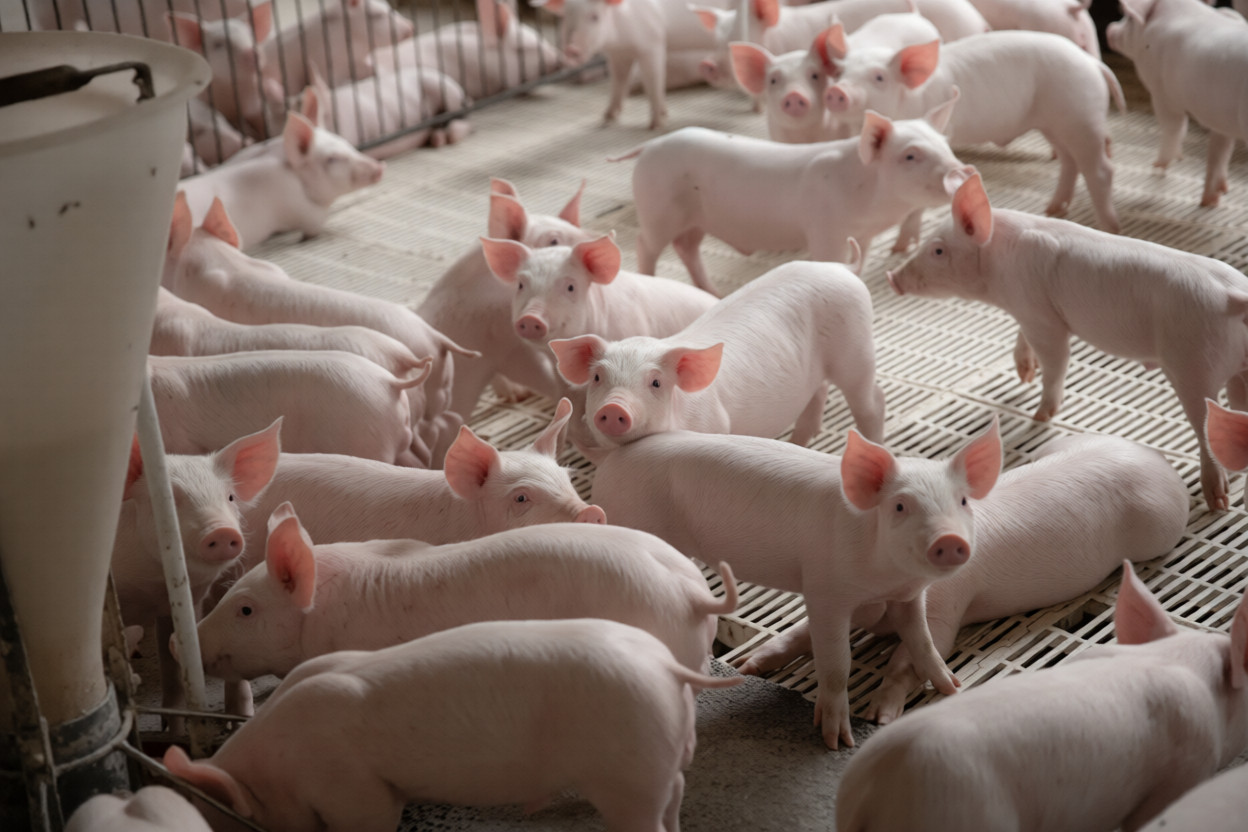 Improved farming for modern pigs